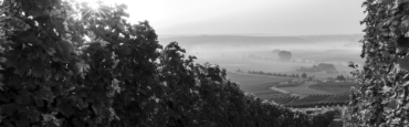 Voir les produits de la catégorie Beaujolais Image de la catégorie Beaujolais