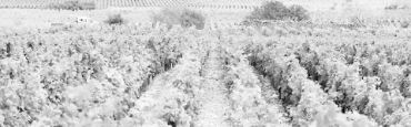 Voir les produits de la catégorie Bourgogne Image de la catégorie Bourgogne