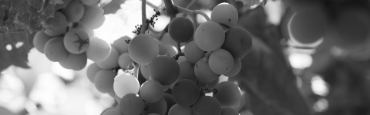 Voir les produits de la catégorie Vin doux Image de la catégorie Vin doux