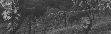 Voir les produits de la catégorie Languedoc Image de la catégorie Languedoc