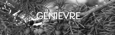 Voir les produits de la catégorie Genièvre Image de la catégorie Genièvre